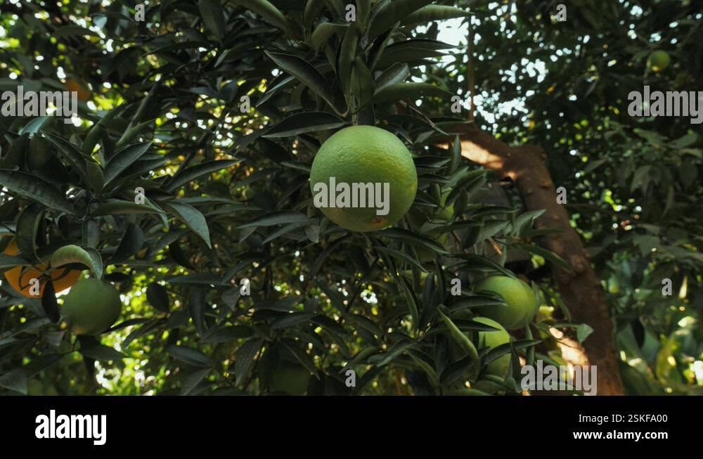 Green lemon orange tree Stock Videos & Footage - HD and 4K Video Clips ...