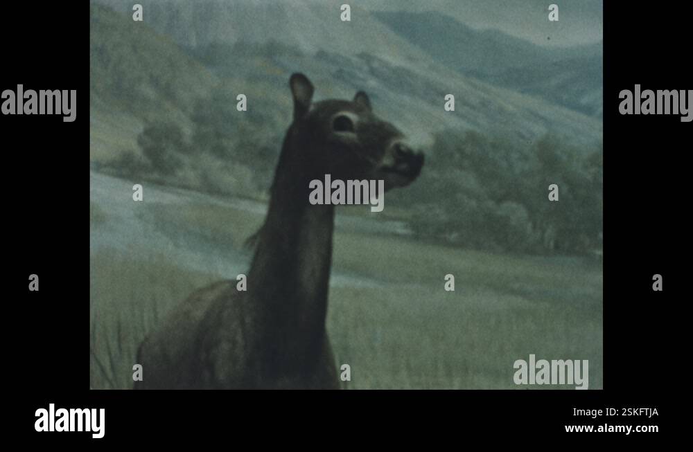 Extinct Horse Stock Videos Footage Hd And 4k Video Clips Alamy