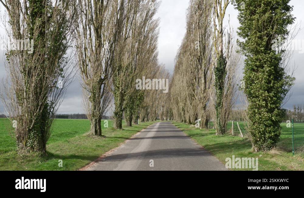 Tree columns Stock Videos & Footage - HD and 4K Video Clips - Alamy