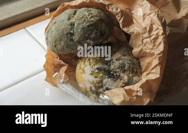 Close up of moldy bread covered in green white and yellow mold sitting ...