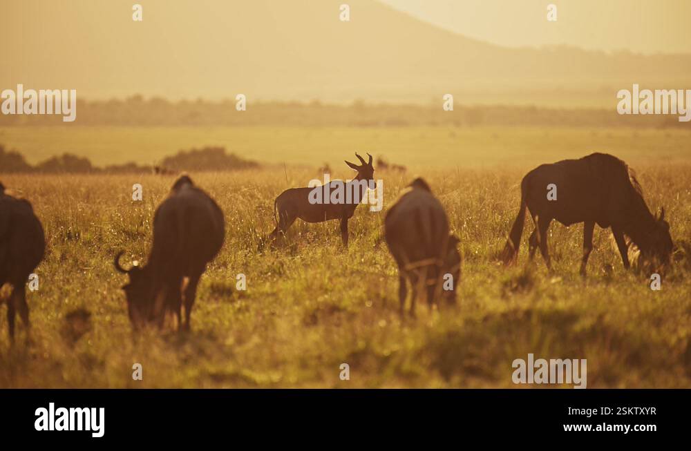 Africa safari animals Stock Videos & Footage - HD and 4K Video Clips ...