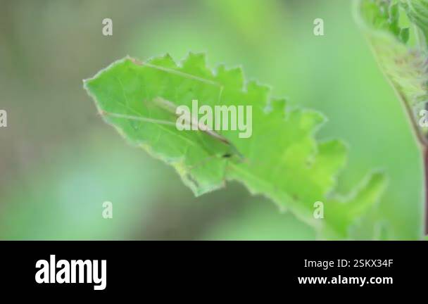 Microcentrum rhombifolium insect. It is a species of insect in the ...