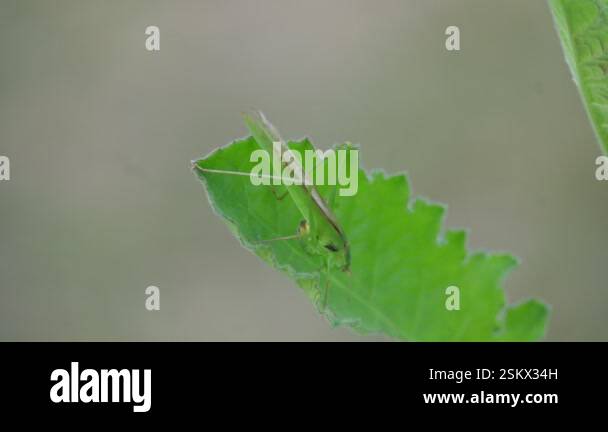 Microcentrum rhombifolium insect. It is a species of insect in the ...