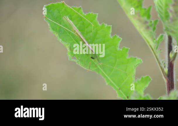 Microcentrum rhombifolium insect. It is a species of insect in the ...