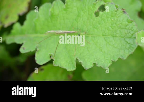 Microcentrum rhombifolium insect. It is a species of insect in the ...