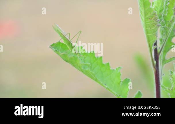 Microcentrum rhombifolium insect. It is a species of insect in the ...