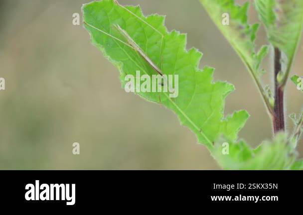 Microcentrum rhombifolium insect. It is a species of insect in the ...