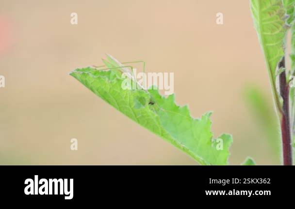 Microcentrum rhombifolium insect. It is a species of insect in the ...