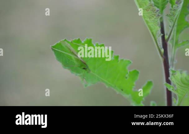 Microcentrum rhombifolium insect. It is a species of insect in the ...