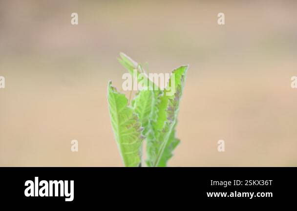 Microcentrum rhombifolium insect. It is a species of insect in the ...