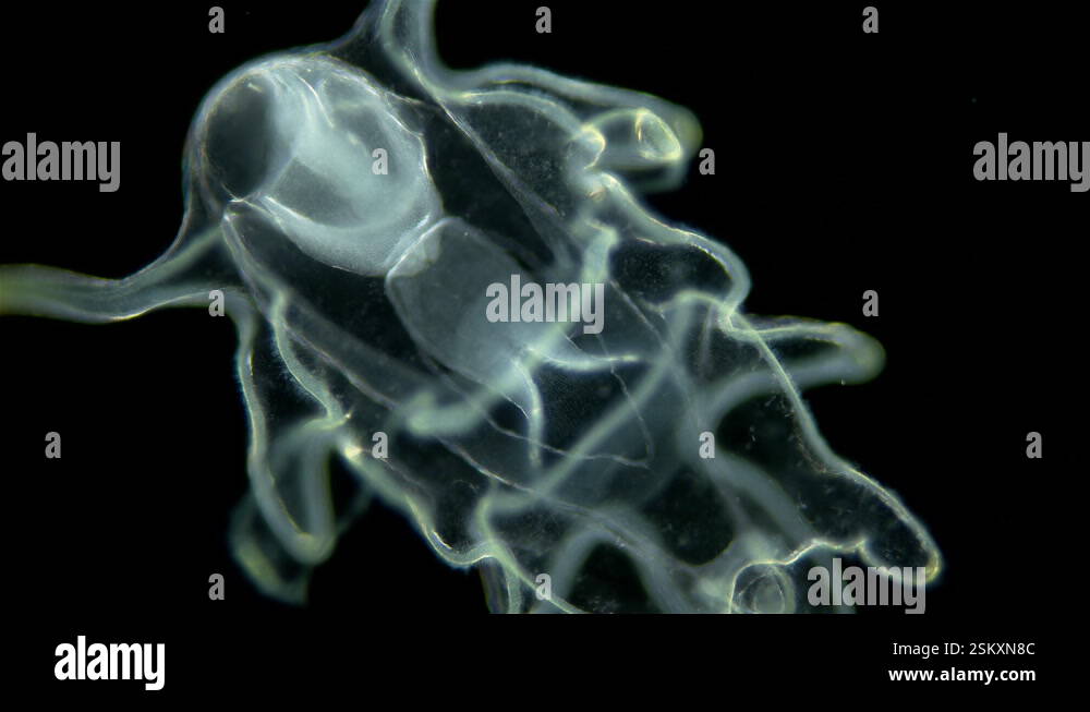 Larva of starfish family Asteriidae under microscope, possible Asterias ...