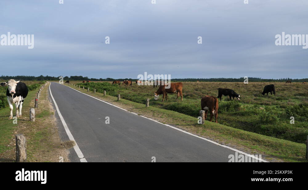 Grazing cattle along the road, The New Forest, Hampshire, England, UK ...