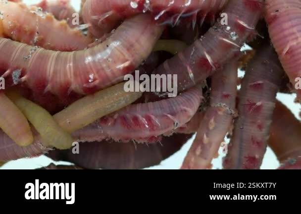 Worm Colonies Colony of blow lugworms (Arenicola marina). These worms inhabit the ...