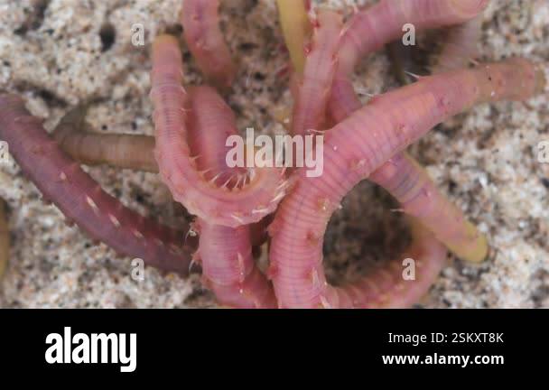Worm Colonies Colony of blow lugworms (Arenicola marina) burrowing in sand. These ...