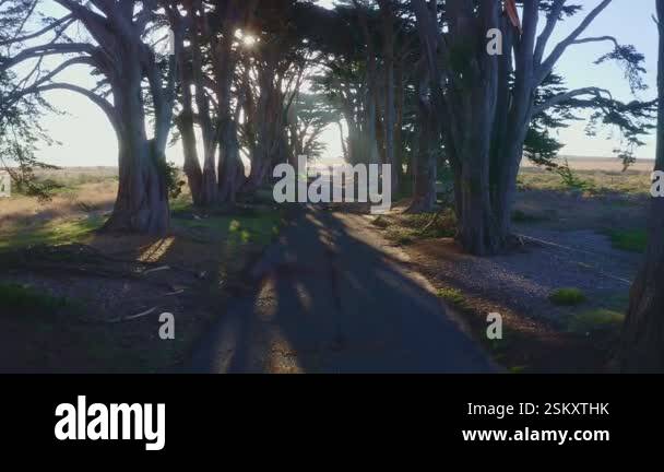 Point Rays Trees Aerial view of stunning Cypress Tree Tunnel in Point Reyes, California ...