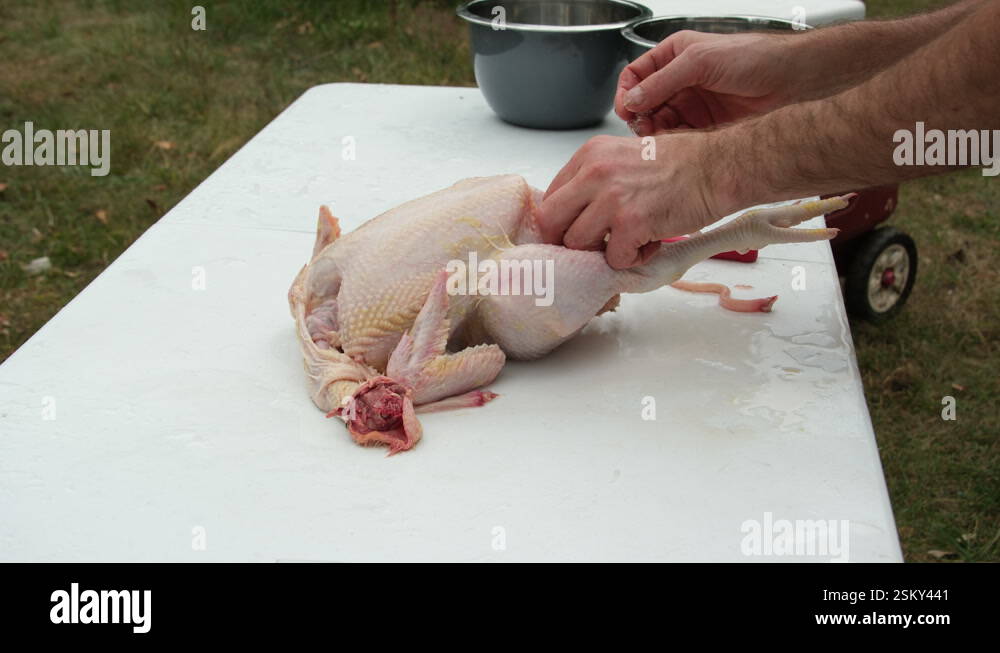 Making incisions and preparing freshly butchered and plucked chicken ...