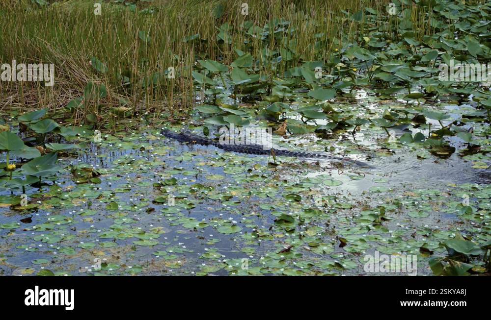 Alligator size Stock Videos & Footage HD and 4K Video Clips Alamy