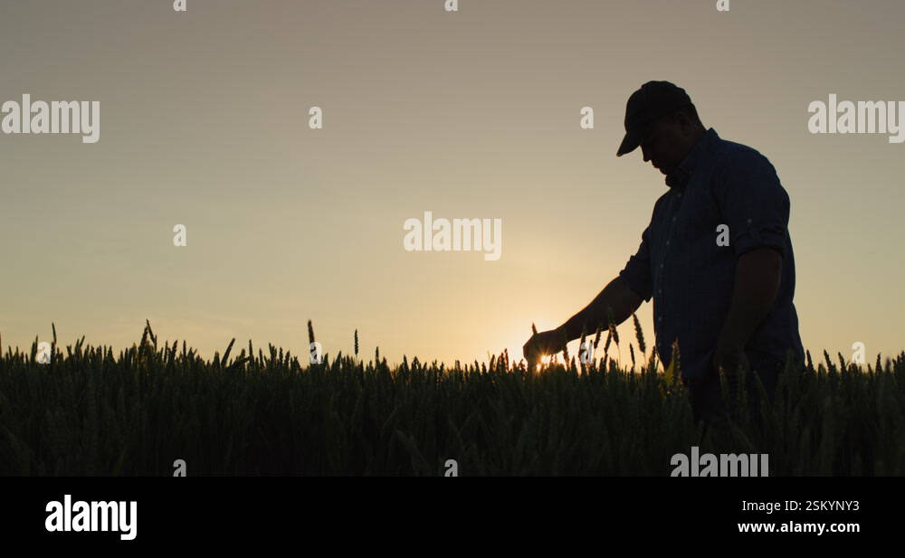 Silhouette of a farmer in a field of wheat, touches the ears with his ...