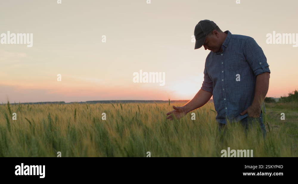 Farmer in a field of wheat, touches the ears with his hand. Rear view ...