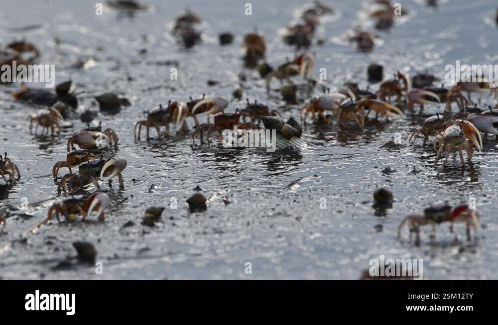 Gulf sand fiddler crabs moving about along a bay shoreline in the sand ...