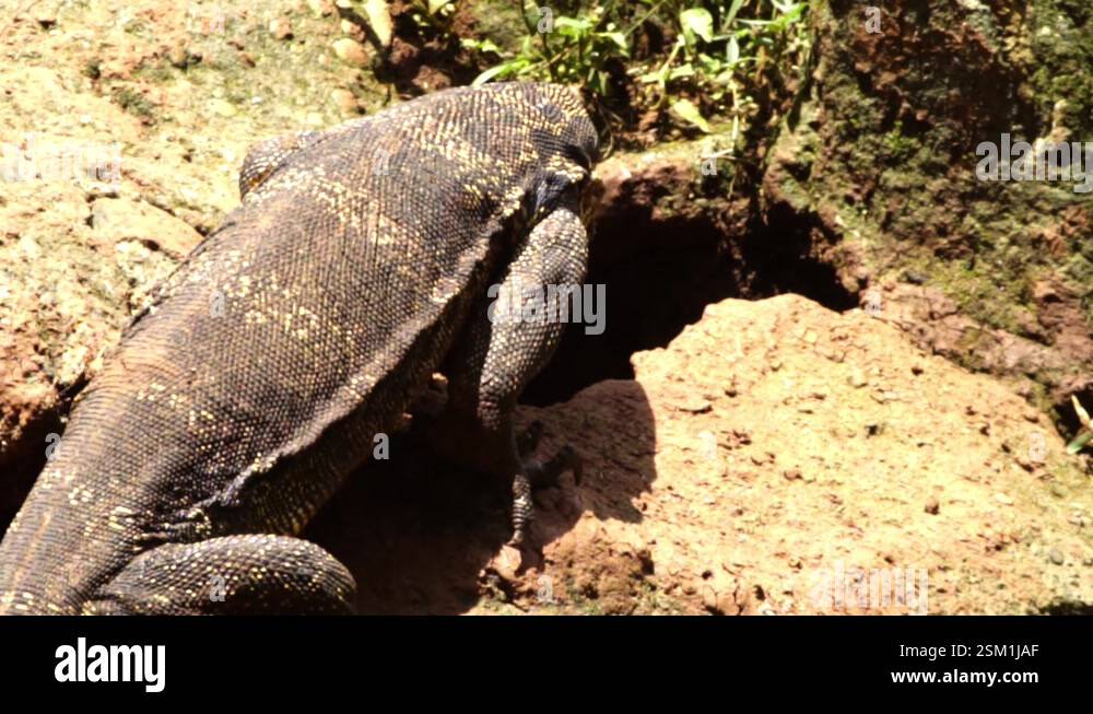 Monitor Lizard Climbing Rocks Monitor lizards (Varanus komodoensis) crawling on the rocks sunbathing ...