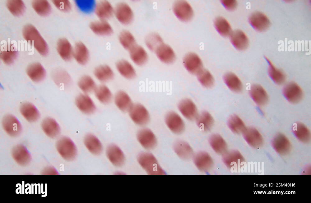 Rbc and wbc under microscope hq video science class inspection of