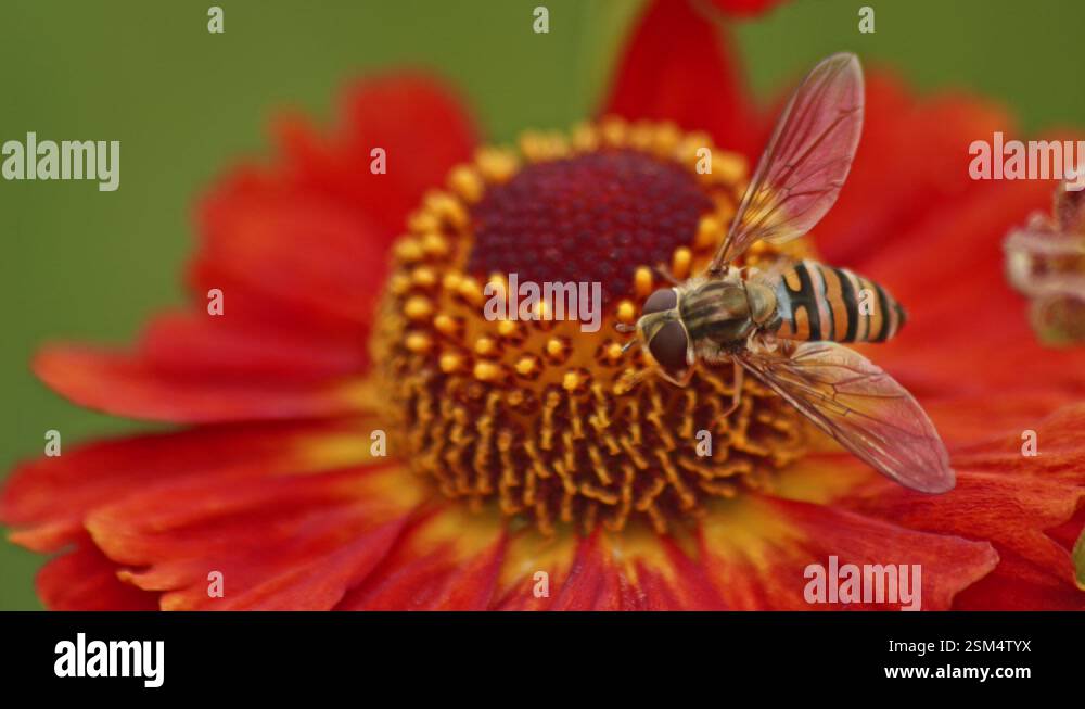 Hover Fly Mimics A Bee And Collecting Nectar On Red Zinnia Flower