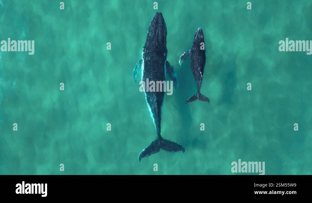 Mother and baby whale swim together in clear blue ocean water. Aerial ...