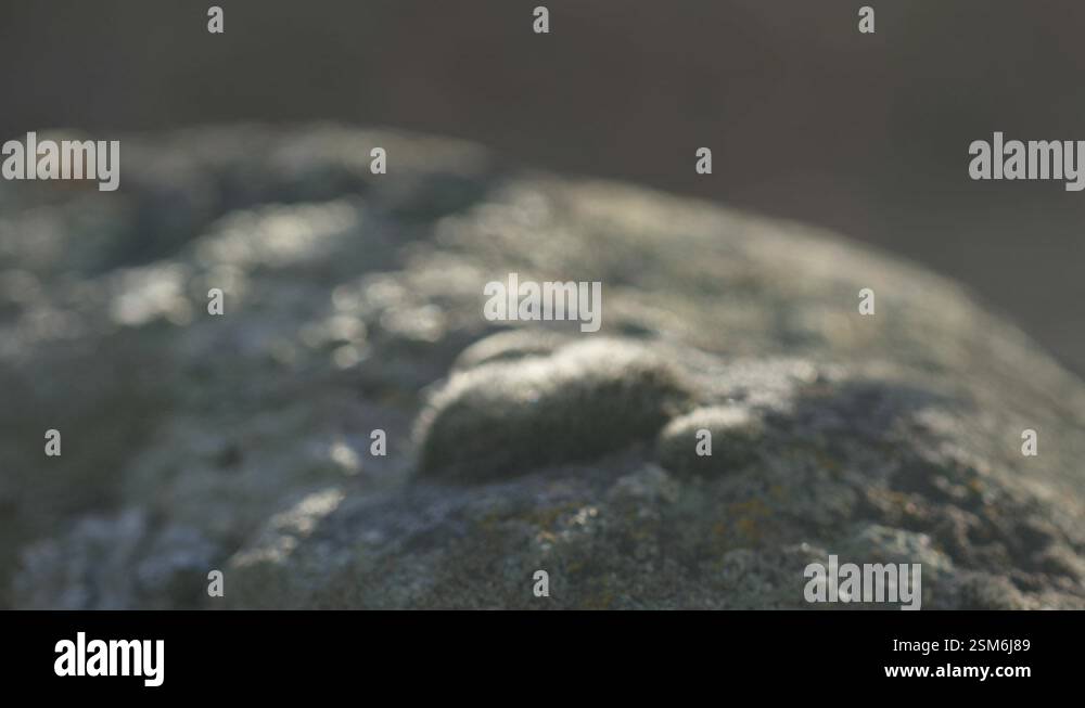 Chaklo - Deep Lichen Green