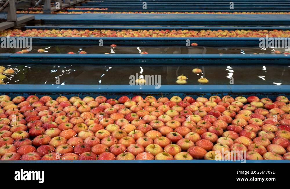 Apple Sorting in Packing House Prior to Cold Storage or Distribution to ...