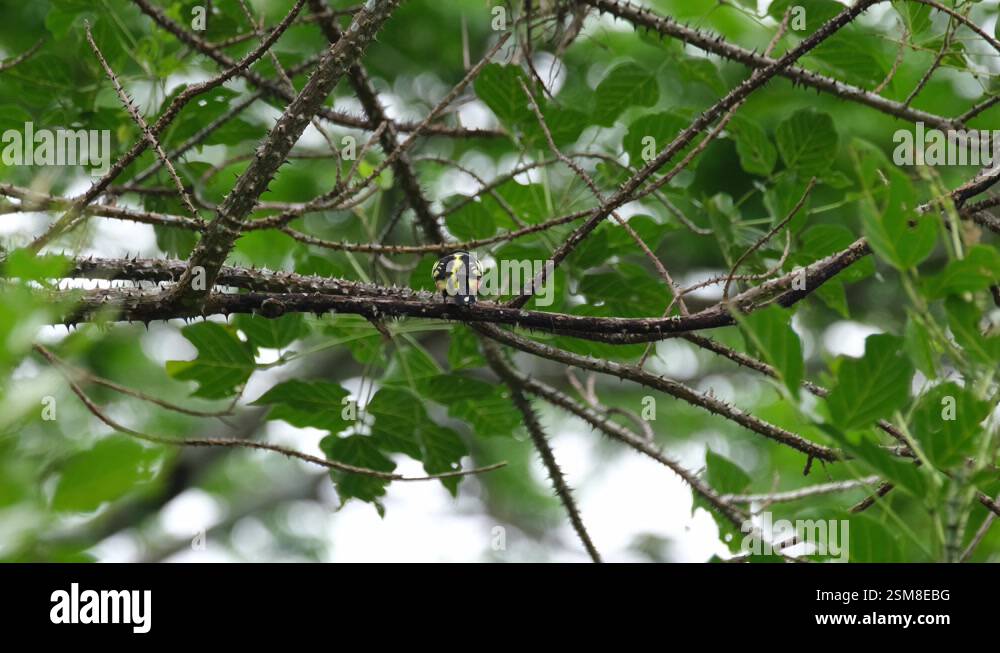 Seen perched on a thorny branch facing front and then hops to turn ...
