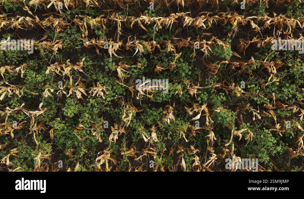 Corn field aerial weed Stock Videos & Footage - HD and 4K Video Clips ...