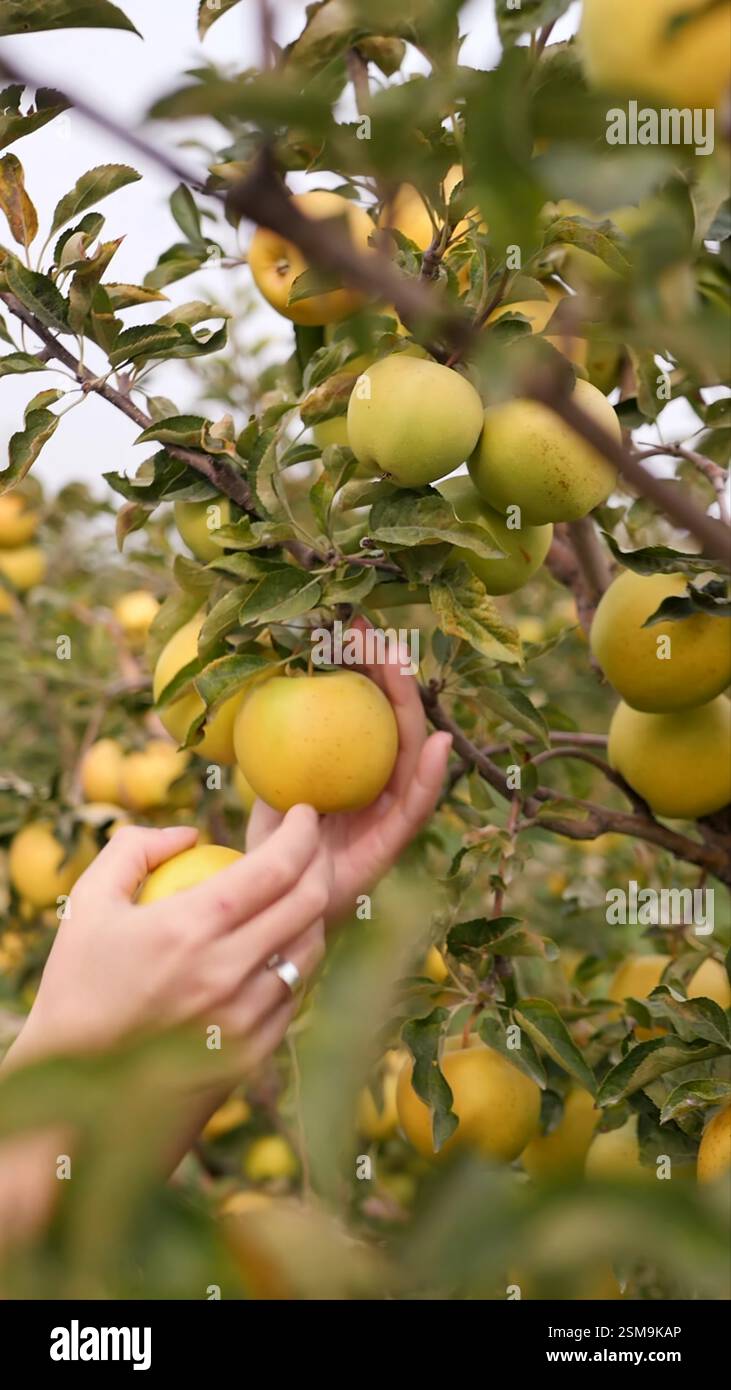 Vertical video of a woman's hand picking ripe green and yellow apples ...