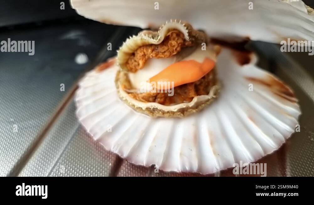 Unusual whole Bay scallop edible saltwater clam inside shell on ...