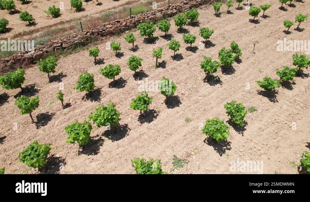 Tree Farm Rows Tree farm nursery rows organized in clean lines parallel to rock wall ...