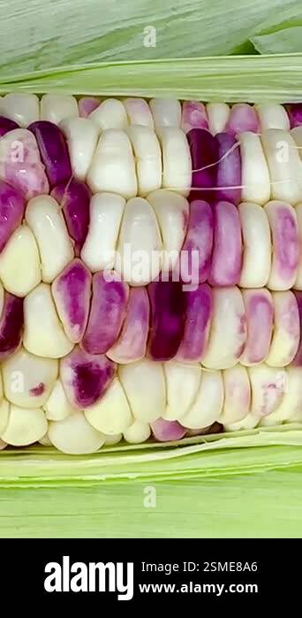 Closeup video of a corn cob with its uniquely colored pattern. Most of Closeup video of a corn cob with its uniquely colored pattern. Most of