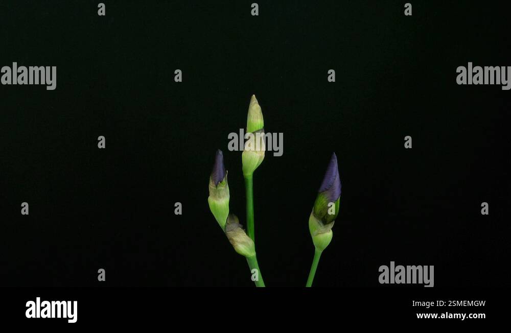 Time Lapse Of Growing Blue Iris Flower 4 Stock Video Footage Alamy