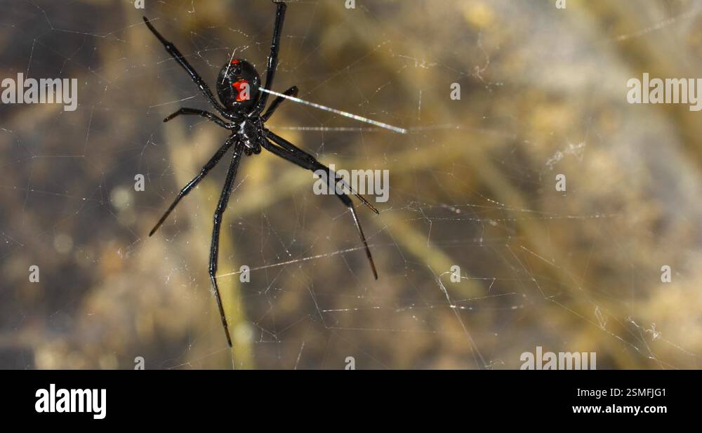 Static Video Of A Southern Black Widow Spider Latrodectus Mactans In A static-video-of-a-southern-black-widow-spider-latrodectus-mactans-in-a