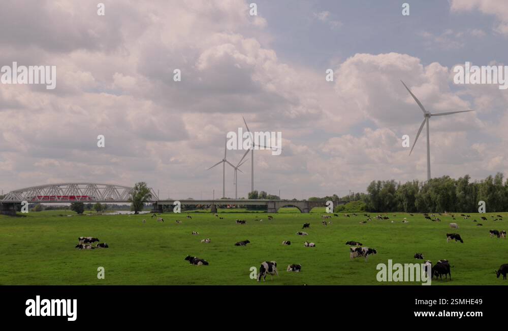 Dutch milk cows on a meadow in front of wind turbines and passing train ...