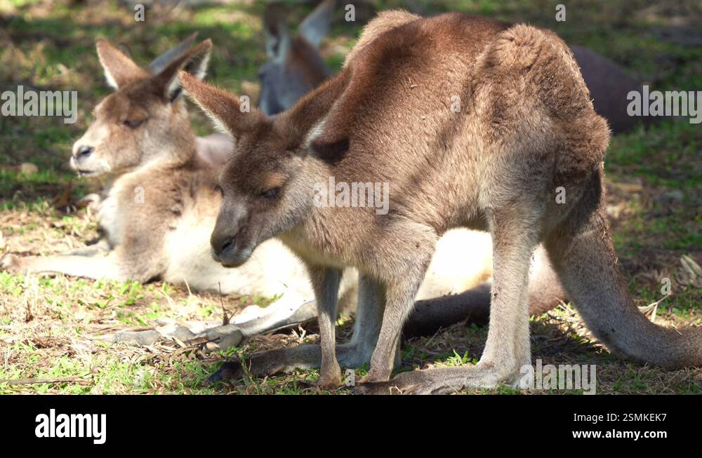 A cute kangaroo stretches its body and lies down on the ground, basking ...