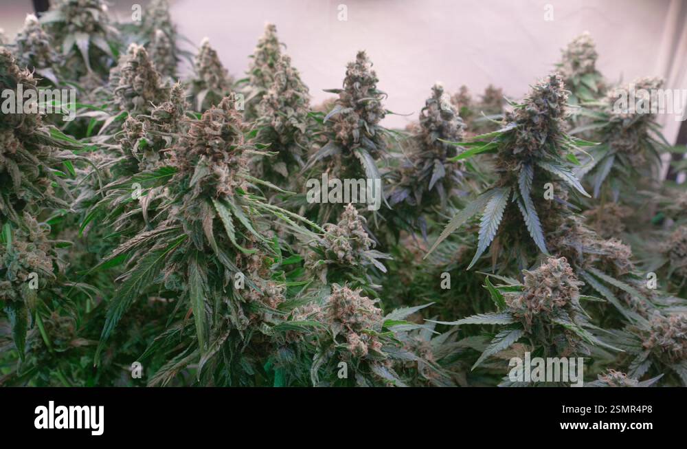 Shot of a cannabis plants growing in a grow tent during flowering stage ...