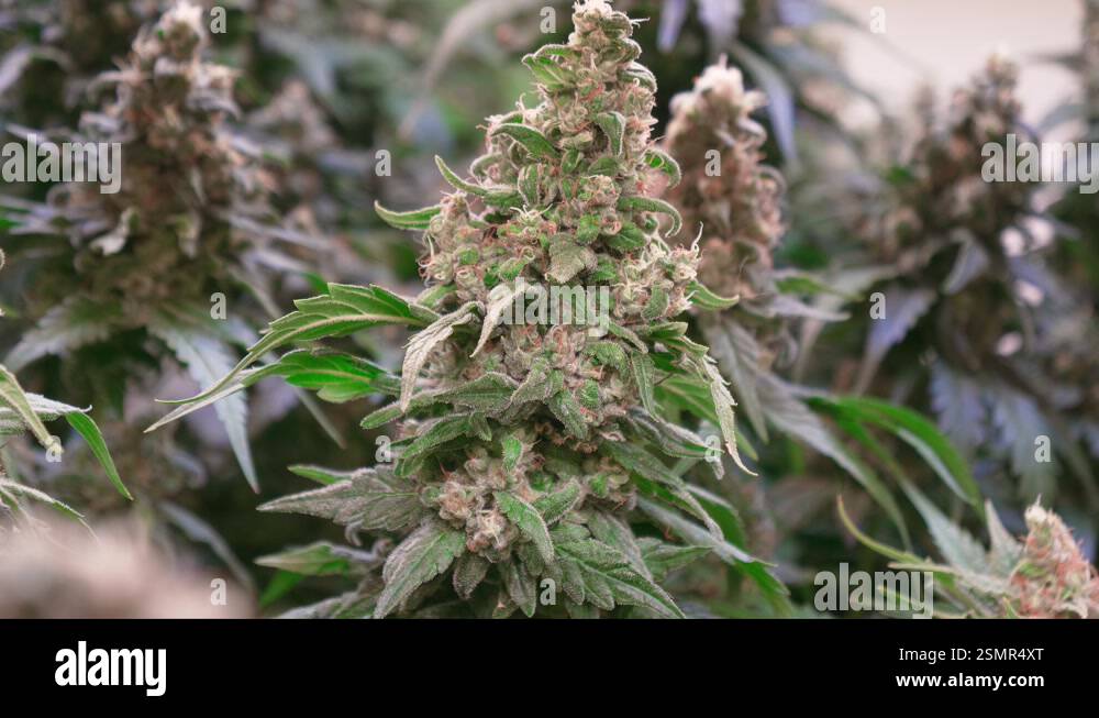 Shot of a cannabis plants growing in a grow tent during flowering stage ...