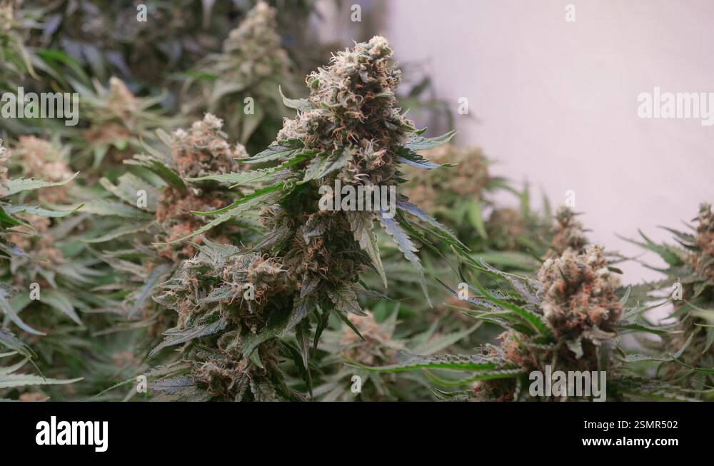 Shot of a cannabis plants growing in a grow tent during flowering stage ...