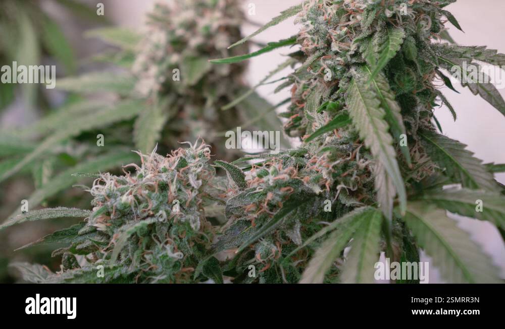 Shot of a cannabis plants growing in a grow tent during flowering stage ...