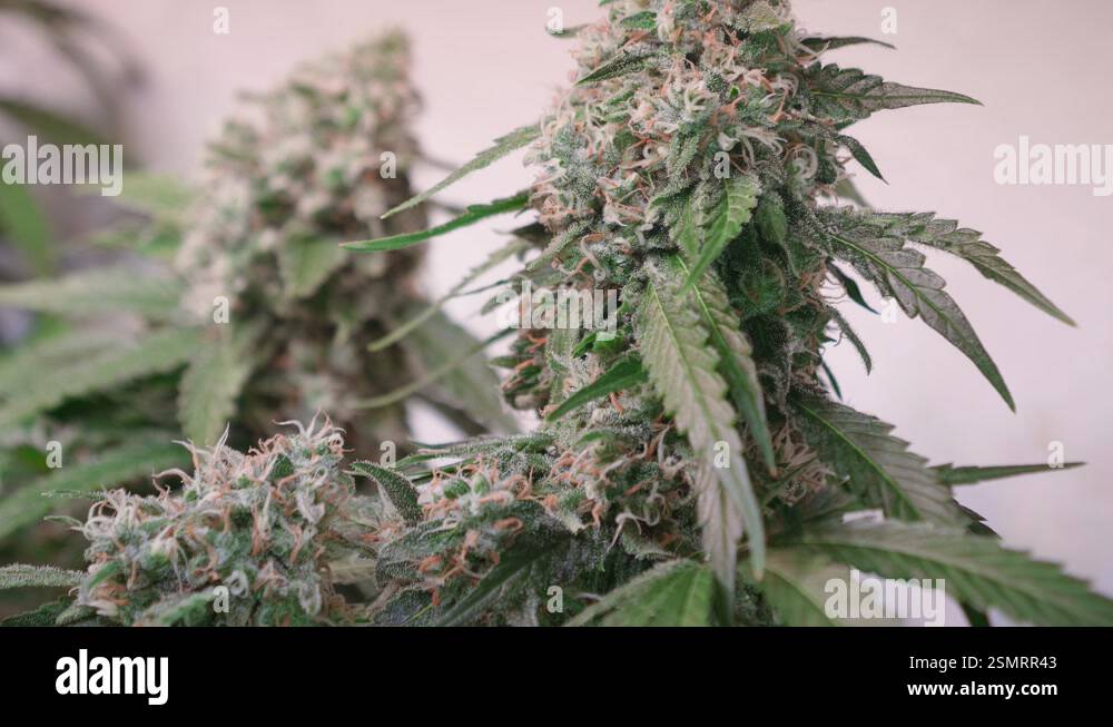 Shot of a cannabis plants growing in a grow tent during flowering stage ...