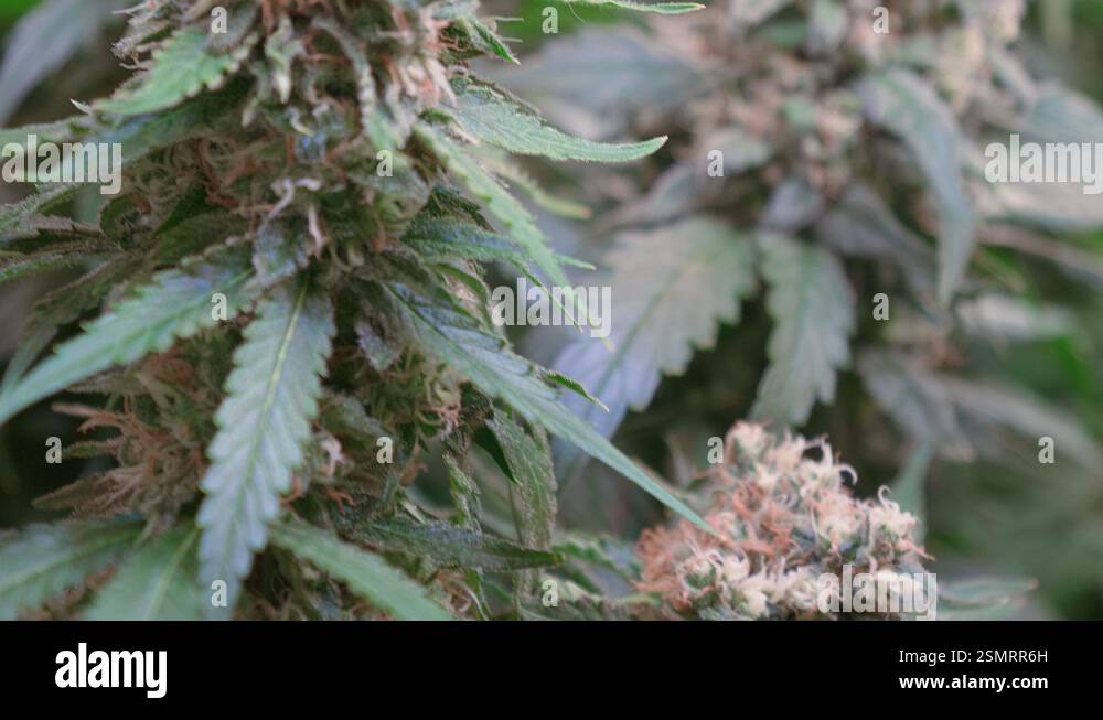 Shot of a cannabis plants growing in a grow tent during flowering stage ...