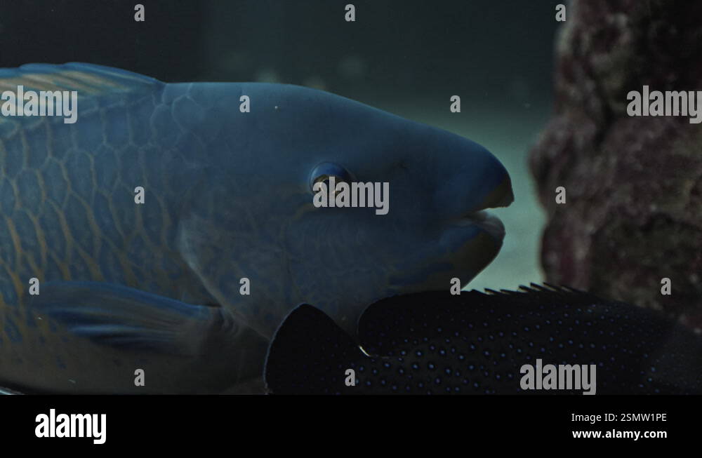 Closeup macro of Exotic weird fish laying at the botom in oceanarium ...