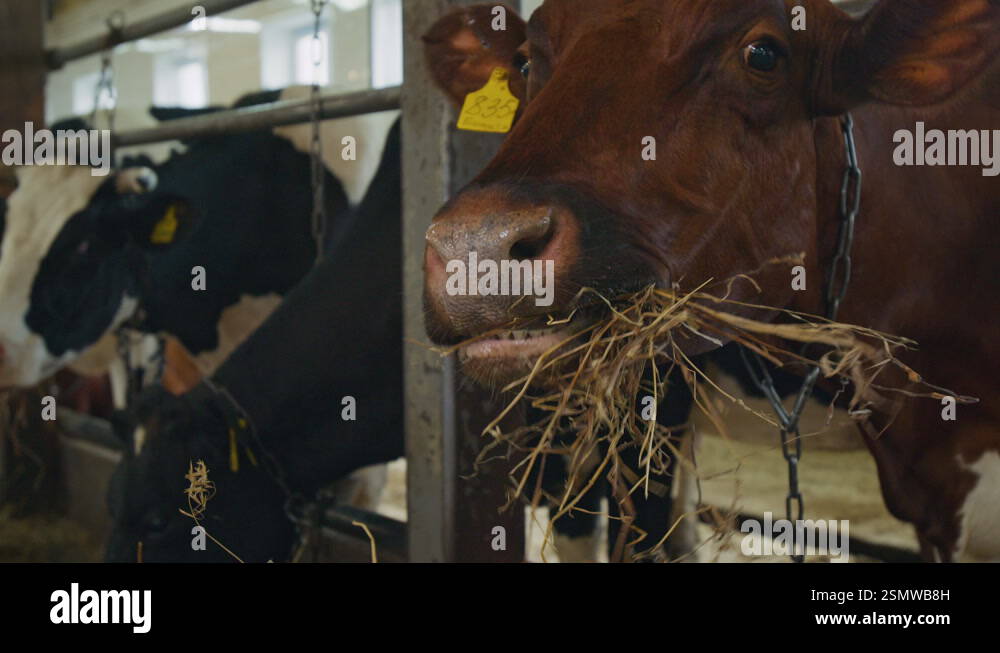 Portrait of Dairy Cow Ruminating on Hay in Barn on Family Farm Stock ...