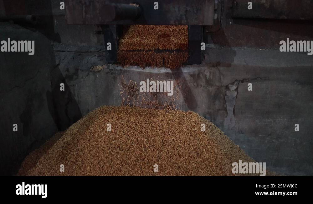 Gondal, India - 08/10/2024: cleaned paddy is being piled outwards by a ...