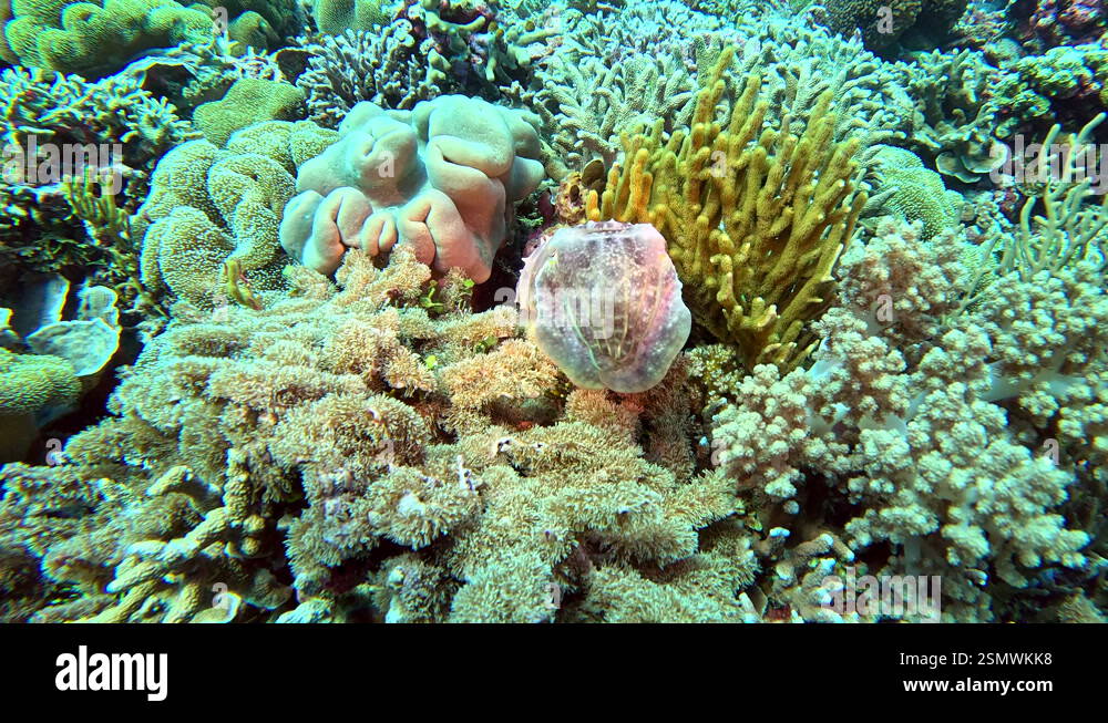 A broadclub cuttlefish uses natural camouflage to blend in with the ...